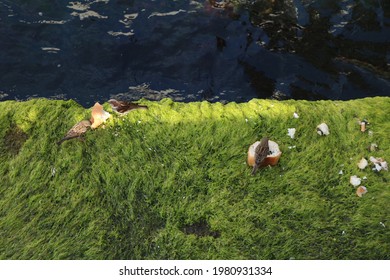 Birds Eating Bread Near The Water