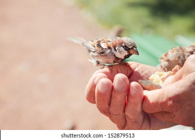 Birds Eating Bread Over Hand Of Old Man In A Park. Close Up Of Hands Of A Old Man.