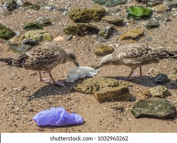 Birds eating plastic bag