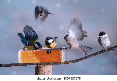 Birds Eating Seed From Bird Feeder In The Winter Time