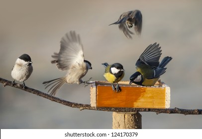 Birds Eating Seed From Bird Feeder In The Winter Time