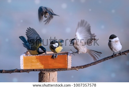 birds eating seed from bird feeder in the winter time