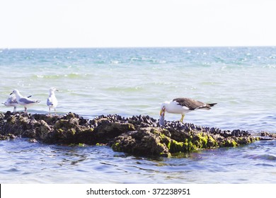 Birds Eating Shellfish Beach, Fish-eating Birds At The Beach, The Marine Ecosystem.
