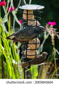 Birds Eating Suet Balls From A Bird Feeder