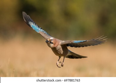 Birds - Eurasian jay in flight (Garrulus glandarius)