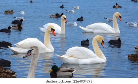 Birds of Europe. Mute swan (Cygnus olor), gulls and ducks - wintering waterfowl in the Black Sea - Powered by Shutterstock