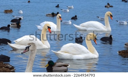 Birds of Europe. Mute swan (Cygnus olor), gulls and ducks - wintering waterfowl in the Black Sea