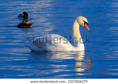 Birds of Europe. Mute swan (Cygnus olor), gulls and ducks - wintering waterfowl in the Black Sea