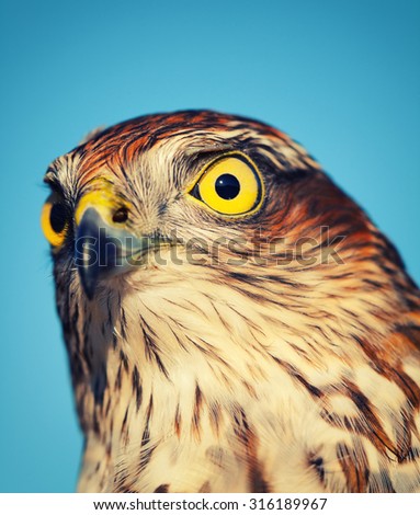 Birds of Europe - Sparrow-hawk (Accipiter nisus), retro style effect