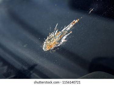 Bird's excrement on auto glass