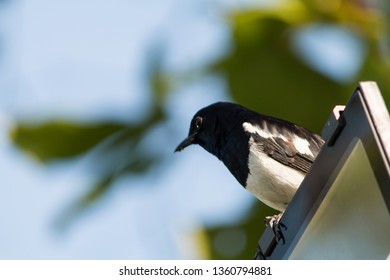 Birds extended on objects.