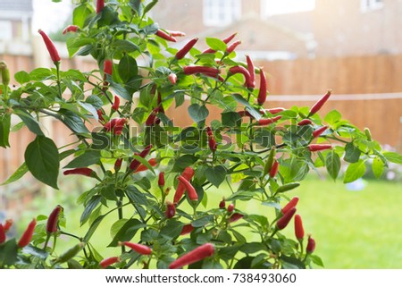 Bird's eye chili blooming, Selective focus of Red Thai chili peppers in pot plant next to the window