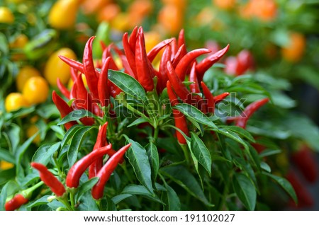 Similar – Image, Stock Photo chili planting agriculture