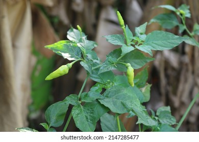 Birds Eye Chili, Chili Pepper, Siling Labuyo, Kanthari Mulak. Thai Chili Is A Chili Pepper, A Variety From The Species Capsicum.