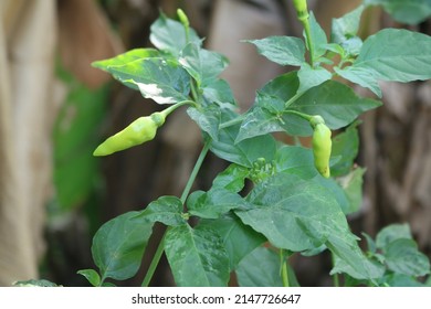 Birds Eye Chili, Chili Pepper, Siling Labuyo, Kanthari Mulak. Thai Chili Is A Chili Pepper, A Variety From The Species Capsicum.