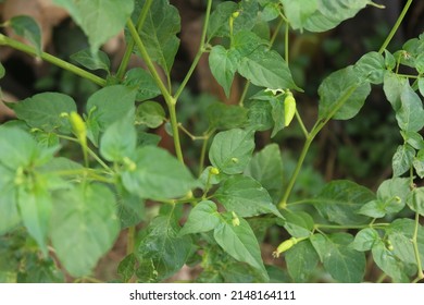 Birds Eye Chili, Chili Pepper, Siling Labuyo, Kanthari Mulak. Thai Chili Is A Chili Pepper, A Variety From The Species Capsicum.