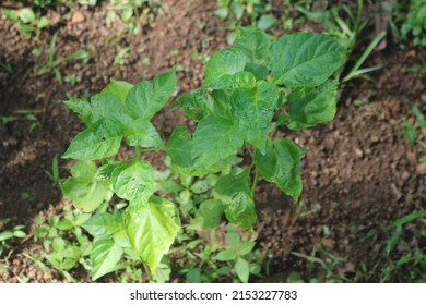 Birds Eye Chili, Chili Pepper, Siling Labuyo, Kanthari Mulak. Thai Chili Is A Chili Pepper, A Variety From The Species Capsicum.