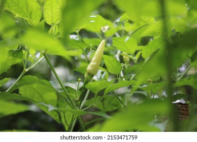 Birds Eye Chili, Chili Pepper, Siling Labuyo, Kanthari Mulak. Thai Chili Is A Chili Pepper, A Variety From The Species Capsicum.