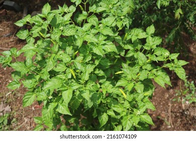 Birds Eye Chili, Chili Pepper, Siling Labuyo, Kanthari Mulak. Thai Chili Is A Chili Pepper, A Variety From The Species Capsicum.