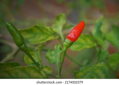 Bird's Eye Chili. Bird's eye chili or Thai chili is a chili pepper, a variety from the species Capsicum annuum native to Mexico. Cultivated across Southeast Asia, it is used extensively in many Asian  - Shutterstock ID 2174502379