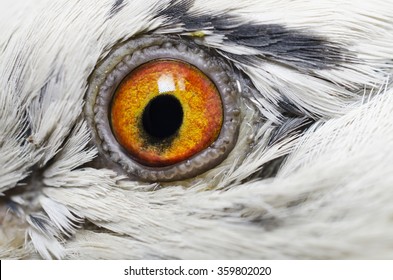 Close Up Bird Images Stock Photos Vectors Shutterstock