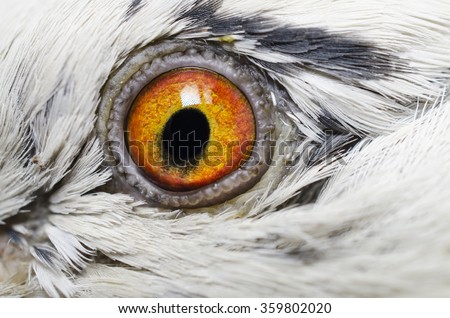 Similar – Gefangenschaft Auge Vogel