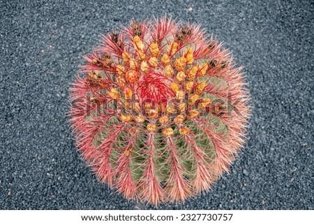 a birds eye image of a single red spiny cactus plant growing in the fertile volcanic rocks of Lanzarote desktop wallpaper background