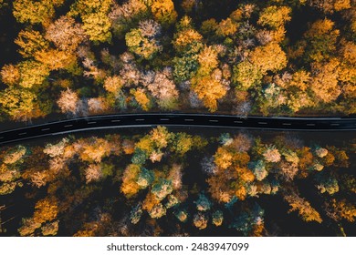 birds eye view, background, wallpaper, tree colors, orange, autumn leaves, fall, autumn colors, street, road, forest from above, aerial, from above, drone shot, aerial photo, top view, path, country - Powered by Shutterstock