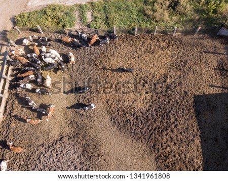 Bird's eye view from drone to herd of cows is grazed on a cattle farmland. Top view.