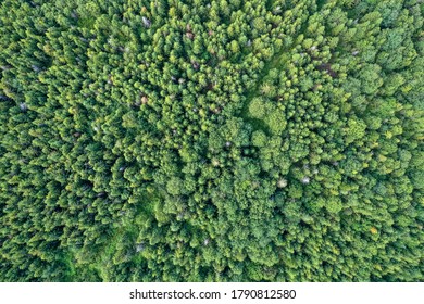 Bird's Eye View Of The Forest