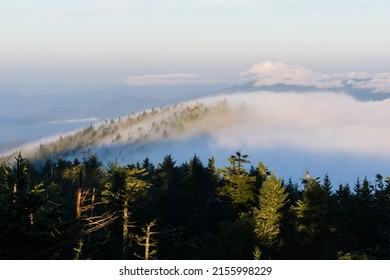 A Bird's Eye View Of Green Pine Treetops On Mountains Covered With Fog On A Sunny Day