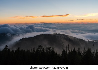 A Bird's Eye View Of Green Pine Treetops On Mountains Covered With Fog On A Sunny Day