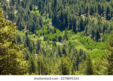 bird's eye view of southern california forest - Shutterstock ID 2278895165
