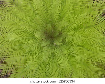A bird's eye view of a tropical cycad plant showing the geometric patterns at its centre. - Shutterstock ID 525900334