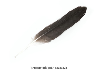 Birds Feather Isolated On White Background Stock Photo (Edit Now) 53509309