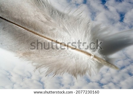 A bird's feather  pen, feather, nib, plume, blade, style