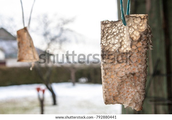 Birds Feeder Lard Objects Stock Image