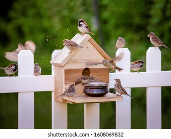 Birds Feeding On Bird House