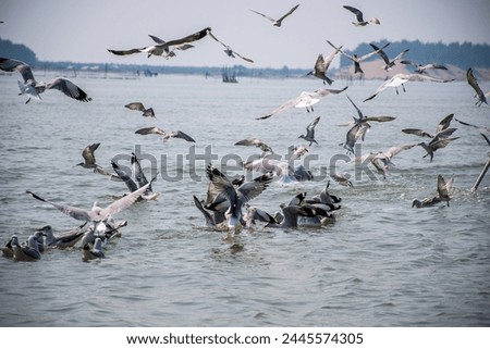 Birds fishing in the lake