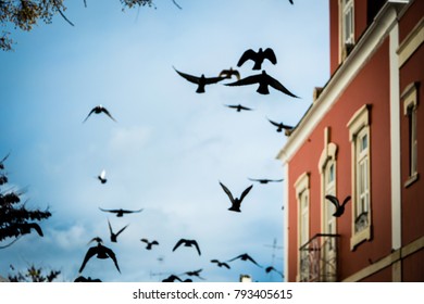 Birds in flight