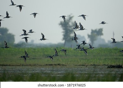 Birds In Flight Over The Nalsarovar Bird Sanctuary. 