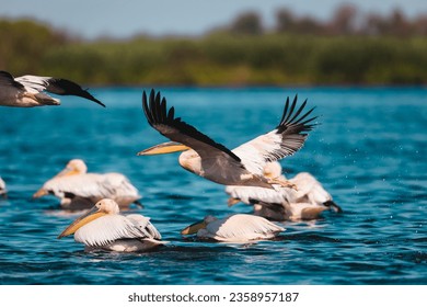 Birds in flight over a picturesque body of water in the Danube Delta Danube Delta wild life birds