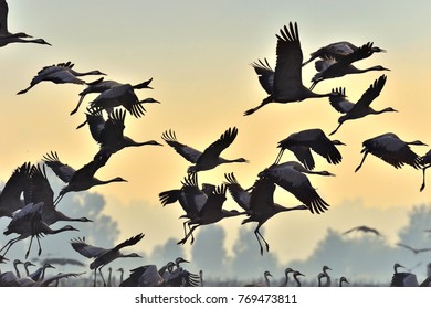 Birds In Flight. A Silhouettes Of Cranes In Flight. Flock Of Cranes Flies At Sunrise. Foggy Morning, Sunrise Sky  Background. Common Crane, Grus Grus Or Grus Communis, Big Bird In The Natural Habitat.