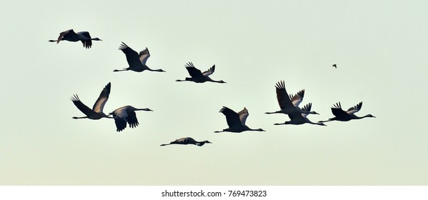 Birds In Flight. A Silhouettes Of Cranes In Flight. Flock Of Cranes Flies At Sunset. Foggy Morning, Sunrise Sky  Background. Common Crane, Grus Grus Or Grus Communis, Big Bird In The Natural Habitat. 