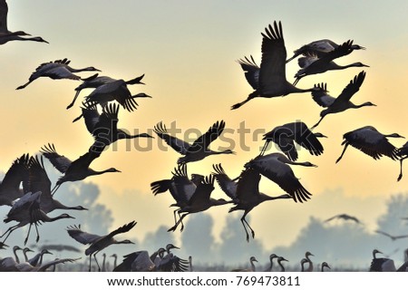 Birds in flight. A silhouettes of cranes in flight. Flock of cranes flies at sunrise. Foggy morning, Sunrise sky  background. Common Crane, Grus grus or Grus Communis, big bird in the natural habitat.
