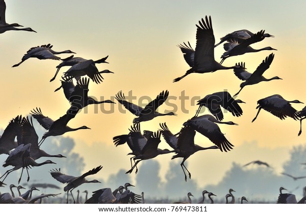 鳥が飛んでいる 飛行機の中で鶴のシルエット 日の出に鶴の群れが飛ぶ 日の出の空の背景に霧の多い朝 ツル グラス グラス コミュニス 自然の生息地に生息する大きな鳥 の写真素材 今すぐ編集