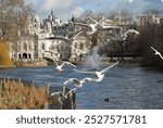 Birds in flight in St. James