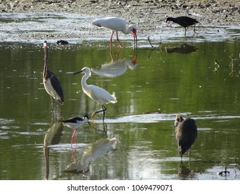 Birds Of The Florida Cypress Swamp