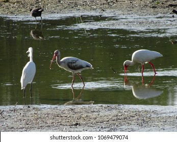 Birds Of The Florida Cypress Swamp