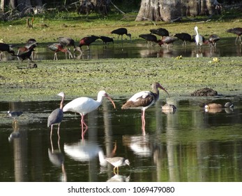 Birds Of The Florida Cypress Swamp